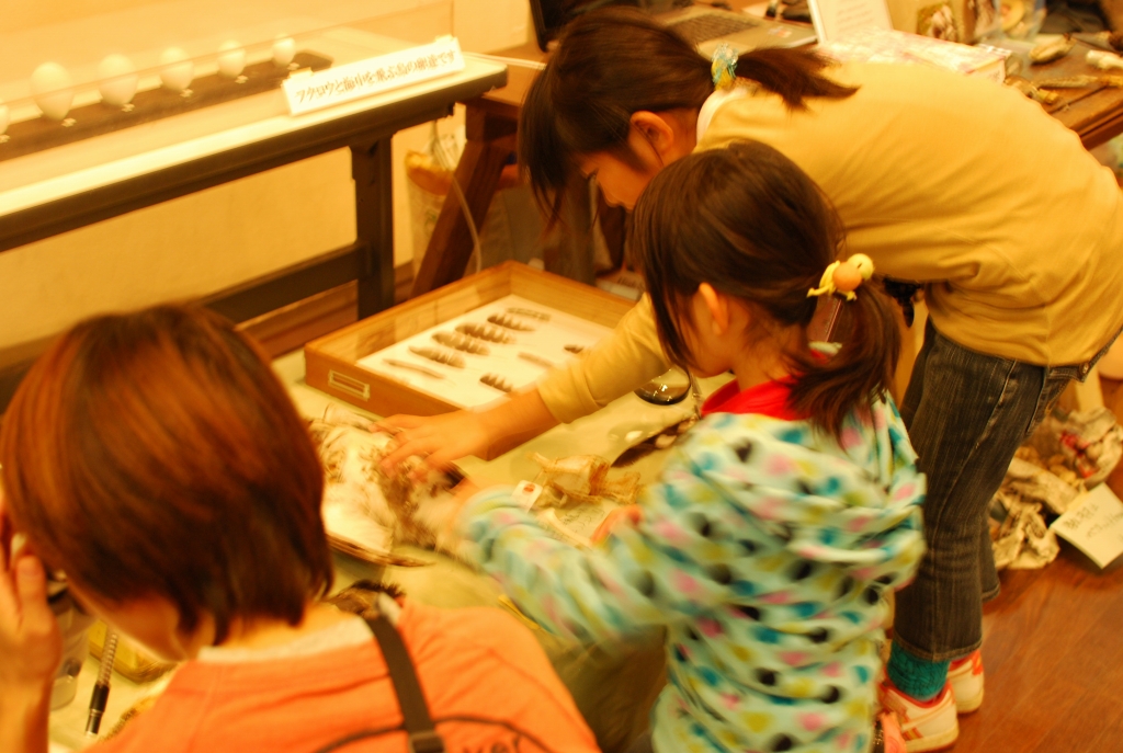 大阪市立自然史博物館の大阪バードフェスティバル2013_09